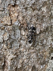 Distipsidera undulata
