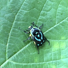 Chlorobapta frontalis