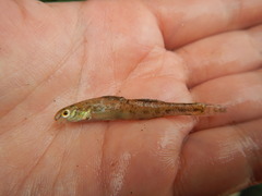 Etheostoma chlorosoma
