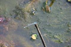 Pseudagrion microcephalum