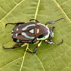 Chlorobapta frontalis