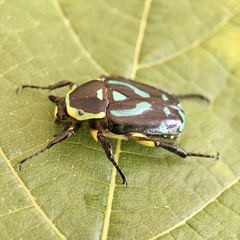 Chlorobapta frontalis