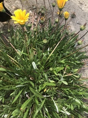 Wyethia angustifolia