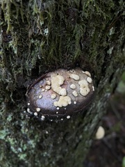 Trichoderma pulvinatum