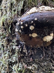 Trichoderma pulvinatum