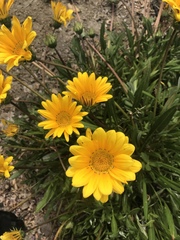Wyethia angustifolia