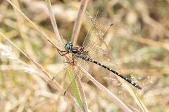 Eusynthemis virgula