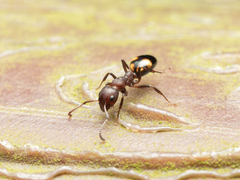 Dolichoderus sibiricus