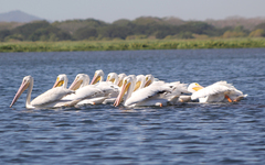 Pelecanus erythrorhynchos