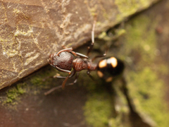 Dolichoderus sibiricus