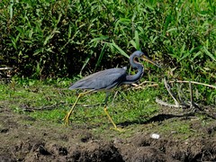 Egretta tricolor image