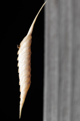 Sinomantis denticulata