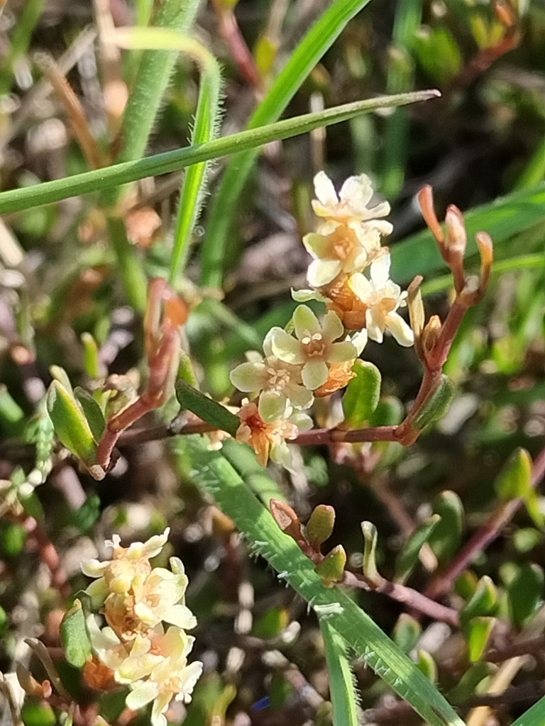 Muehlenbeckia axillaris × ephedroides