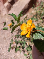 Mentzelia scabra chilensis