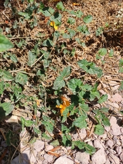 Mentzelia scabra chilensis