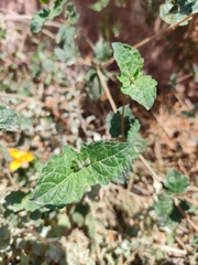 Mentzelia scabra chilensis