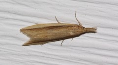 Donacaula albicostellus