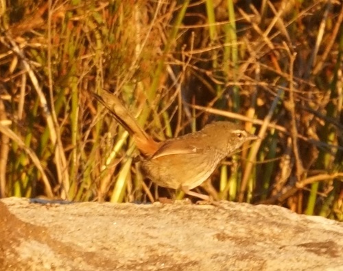 Chestnut-rumped Heathwren (Hylacola pyrrhopygia), photo 8