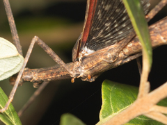 Maculonecroscia shukayi
