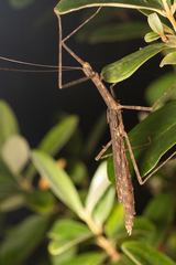Maculonecroscia shukayi