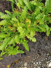 Leptinella plumosa