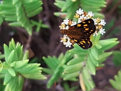 Metisella metis metis