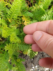 Leptinella plumosa