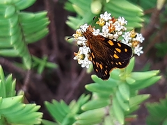 Metisella metis metis