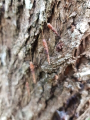 Piestoceros conjunctella