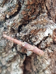 Piestoceros conjunctella