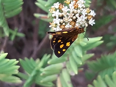 Metisella metis metis