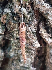 Piestoceros conjunctella