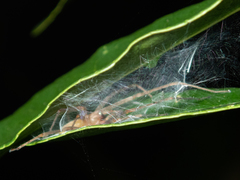 Cheiracanthium unicum