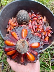 Araucaria angustifolia