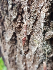 Piestoceros conjunctella