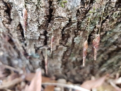 Piestoceros conjunctella