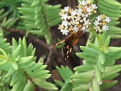 Metisella metis metis