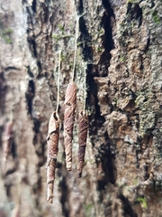 Piestoceros conjunctella