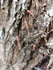 Piestoceros conjunctella