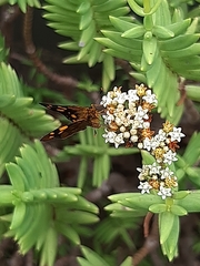 Metisella metis metis