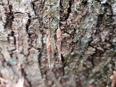 Piestoceros conjunctella