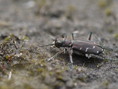 Cicindela depressula