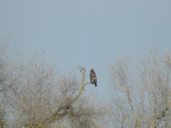 Buteo regalis