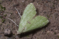 Lepidoptera