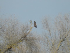 Buteo regalis