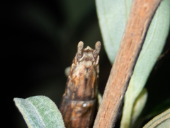 Maculonecroscia shukayi