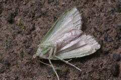 Lepidoptera