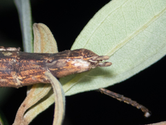 Maculonecroscia shukayi