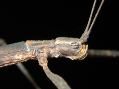 Maculonecroscia shukayi