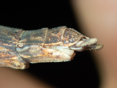 Maculonecroscia shukayi